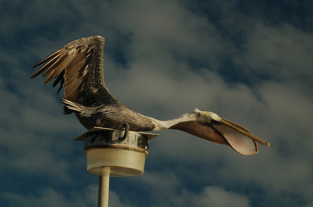 pelican with throat pouch